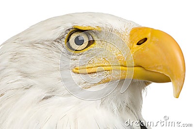 Bald Eagle (22 years) - Haliaeetus leucocephalus Stock Photo
