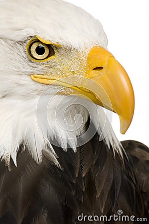 Bald Eagle (22 years) - Haliaeetus leucocephalus Stock Photo