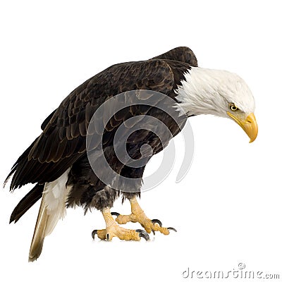Bald Eagle (22 years) - Haliaeetus leucocephalus Stock Photo