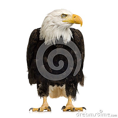 Bald Eagle (22 years) - Haliaeetus leucocephalus Stock Photo