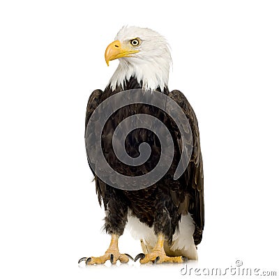 Bald Eagle (22 years) - Haliaeetus leucocephalus Stock Photo