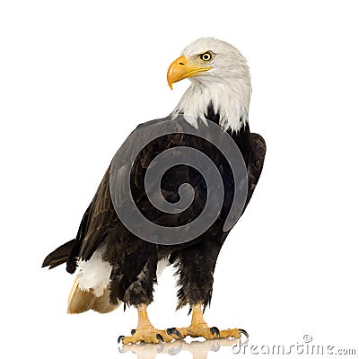 Bald Eagle (22 years) - Haliaeetus leucocephalus Stock Photo