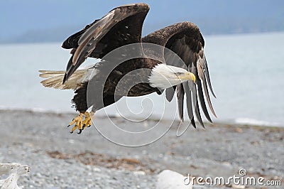 Bald Eagle Stock Photo