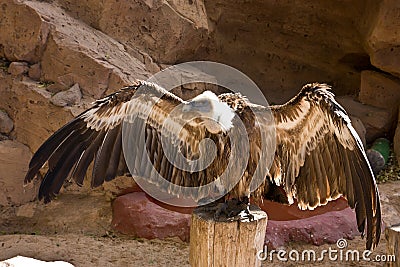 Bald Eagle Stock Photo