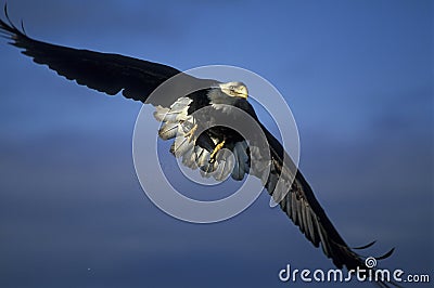 Bald eagle Stock Photo