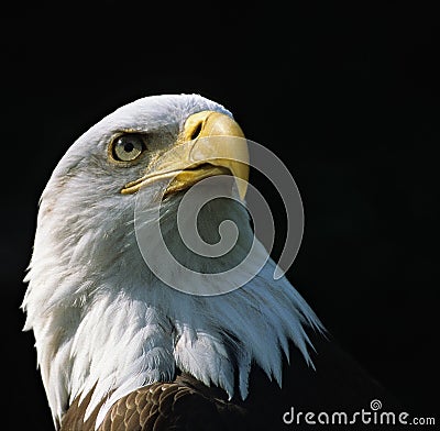 Bald Eagle Stock Photo