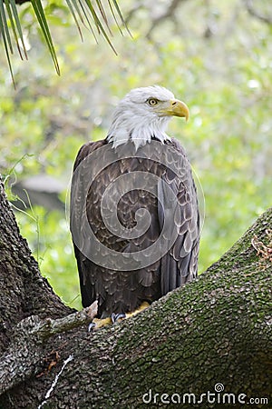 Bald eagle Stock Photo