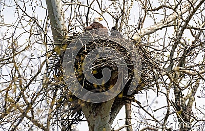 Bald eagle with eaglet in nest Stock Photo