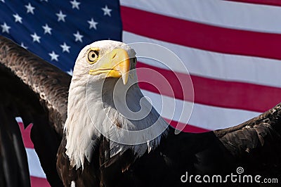 Bald eagle and American flag patriotic symbols of USA America Stock Photo