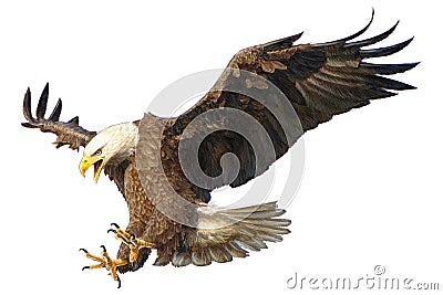 Bald Eagle attack vector illustration. Vector Illustration