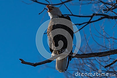 Bald eagle with beak open wide sitting in a tree eagles on a branch Stock Photo