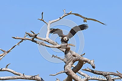 Bald Eagle Being Harassed By An Osprey Stock Photo