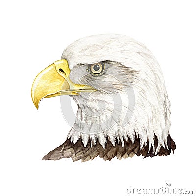 Bald eagle bird watercolor illustration. Native North America avian portrait. Hand drawn realistic bald eagle head Cartoon Illustration
