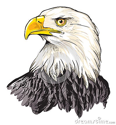 Bald eagle Vector Illustration