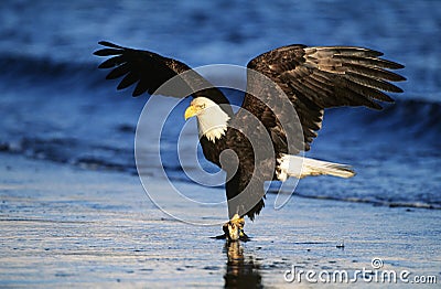 Bald Eagle catching fish in river Stock Photo