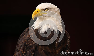 Bald Eagle Stock Photo