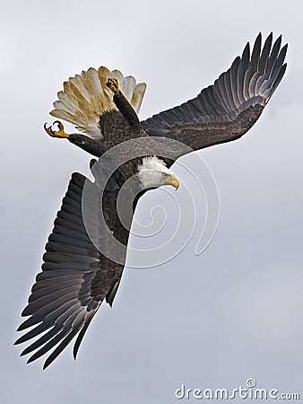 Bald Eagle Diving Stock Photo