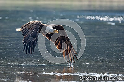 Bald Eagle Stock Photo