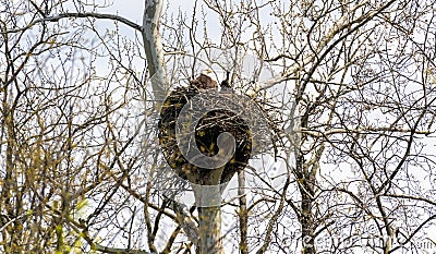 Bald eagle and eaglet in nest Stock Photo