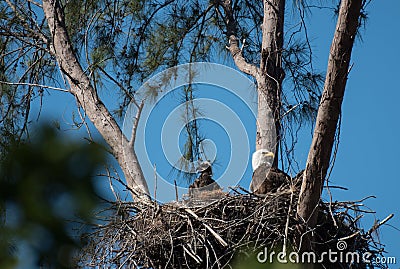 A bald eagle and an eaglet sit in their nest Stock Photo