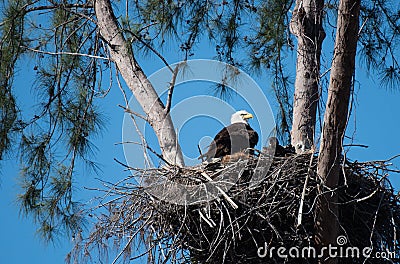 A bald eagle and an eaglet sit in their nest Stock Photo