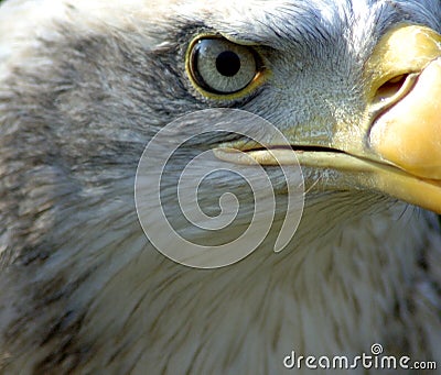 Bald eagle eye Stock Photo