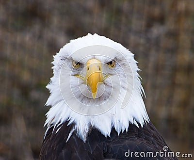 Bald Eagle Facing Forward Stock Photo