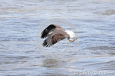 Bald Eagle Fishing Stock Photo