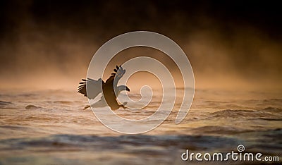 Bald Eagle Fishing Stock Photo