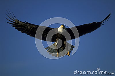Bald eagle in flight Stock Photo