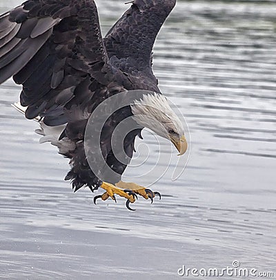 Bald Eagle talons Stock Photo