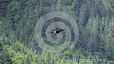 Bald Eagle in flight high above the tree tops Stock Photo