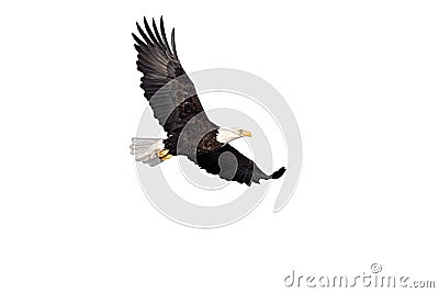 Bald Eagle in flight isolated on white Stock Photo