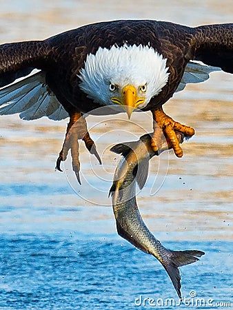 Bald Eagle with Fish Stock Photo