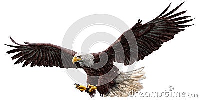 Bald eagle fly color vector. Vector Illustration