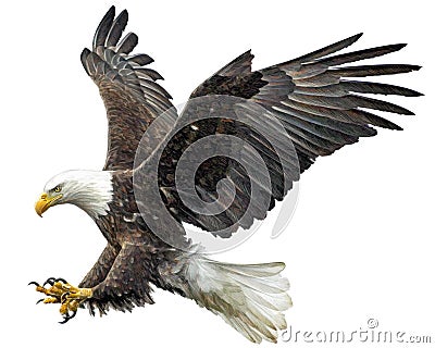 Bald eagle fly landing vector. Vector Illustration