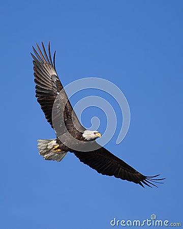 Bald Eagle flying Stock Photo