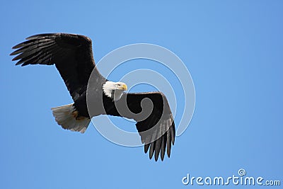 Bald eagle flying Stock Photo