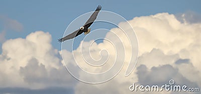 Bald Eagle Flying in Clouds Stock Photo