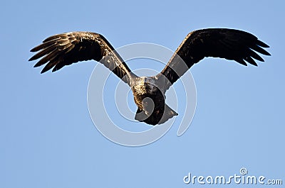 Bald Eagle Flying Directly At You Stock Photo