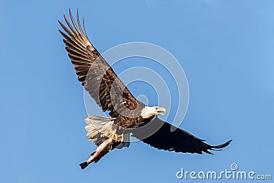 Bald eagle flying Stock Photo