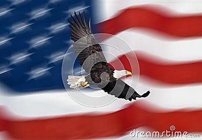 Bald eagle flying in front of the American flag Stock Photo