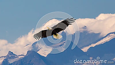 Bald eagle flying and gliding slowly and majestic Stock Photo