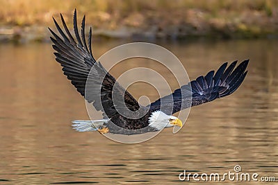 Bald Eagle flying Stock Photo