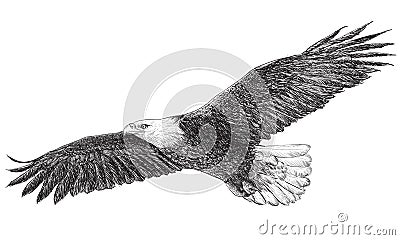 Bald eagle flying monochrome vector. Vector Illustration