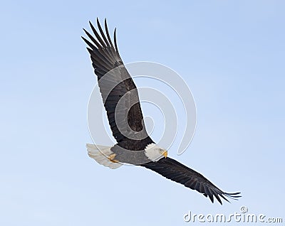 Bald eagle flying over the bay in Homer, Alaska Stock Photo