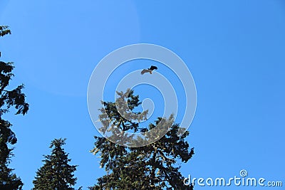 Bald Eagle Flying Over Forest in Summer near Wrangell Alaska Stock Photo