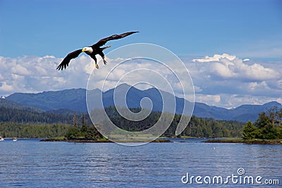 Bald eagle flying over Pacific Ocean near Prince Rupert, Canada Stock Photo