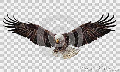 Bald eagle flying swoop hand draw and paint color on white background vector Vector Illustration
