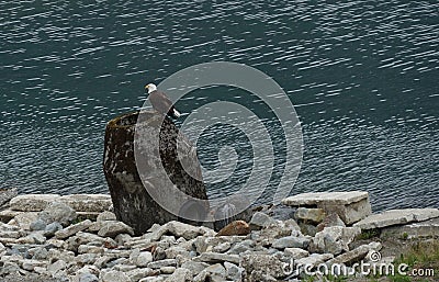 Bald Eagle at Gastineau Channel in Alaska Stock Photo